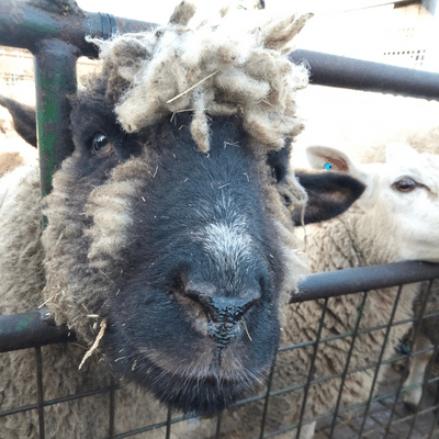 Surrey Docks Farm 2023 Sheep